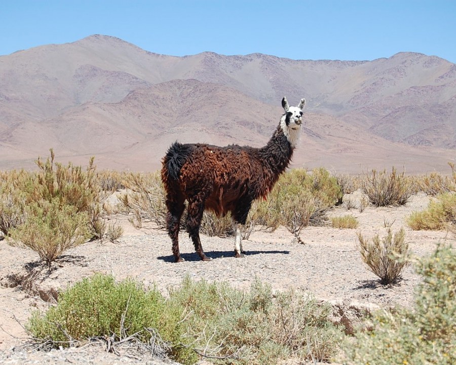 Llama in the Argentine Puna landscape