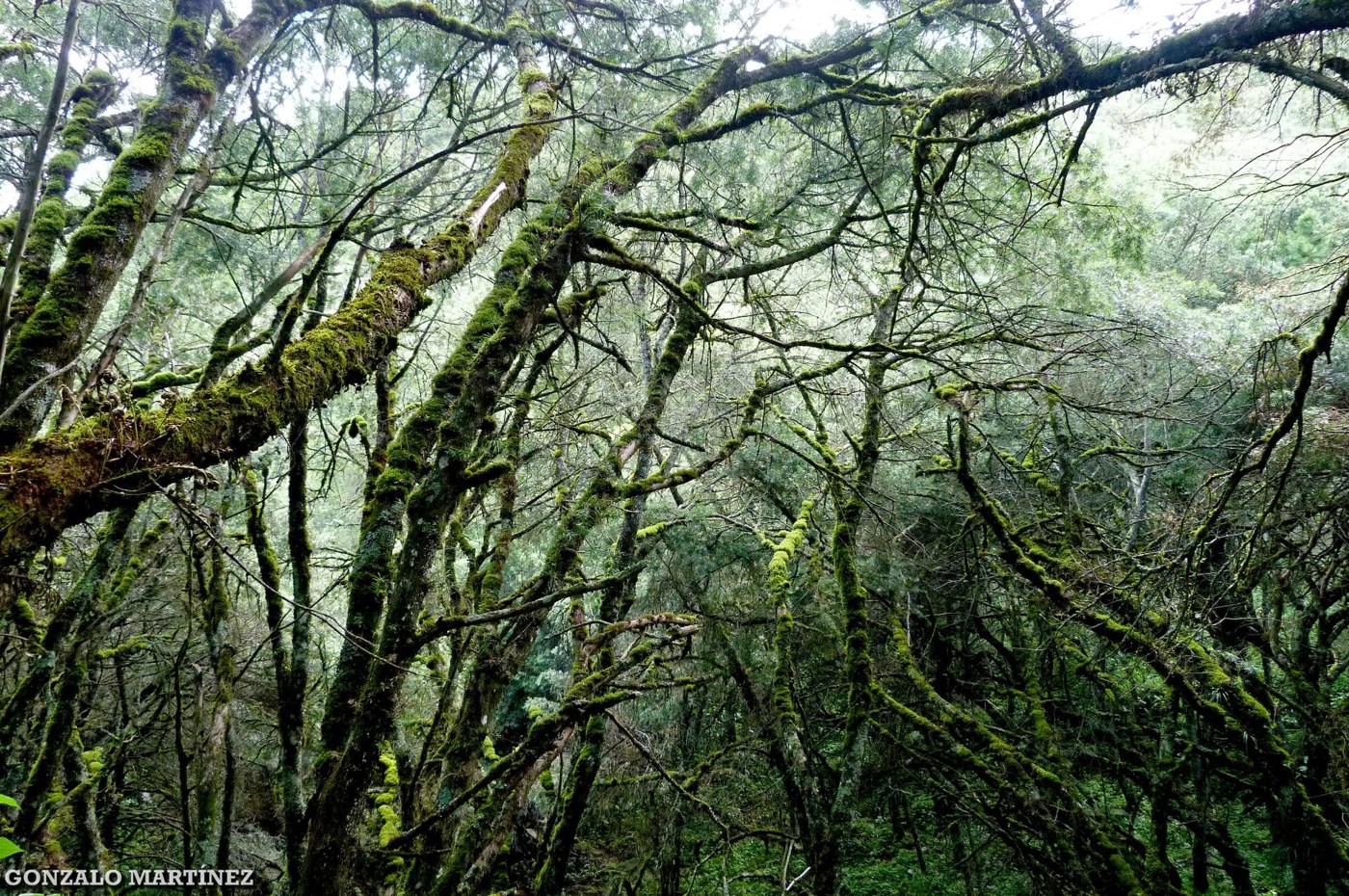 Montane Yungas forest in Catamarca