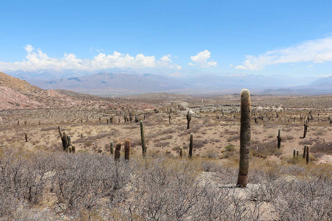 Cacti in Los Cardones National Park