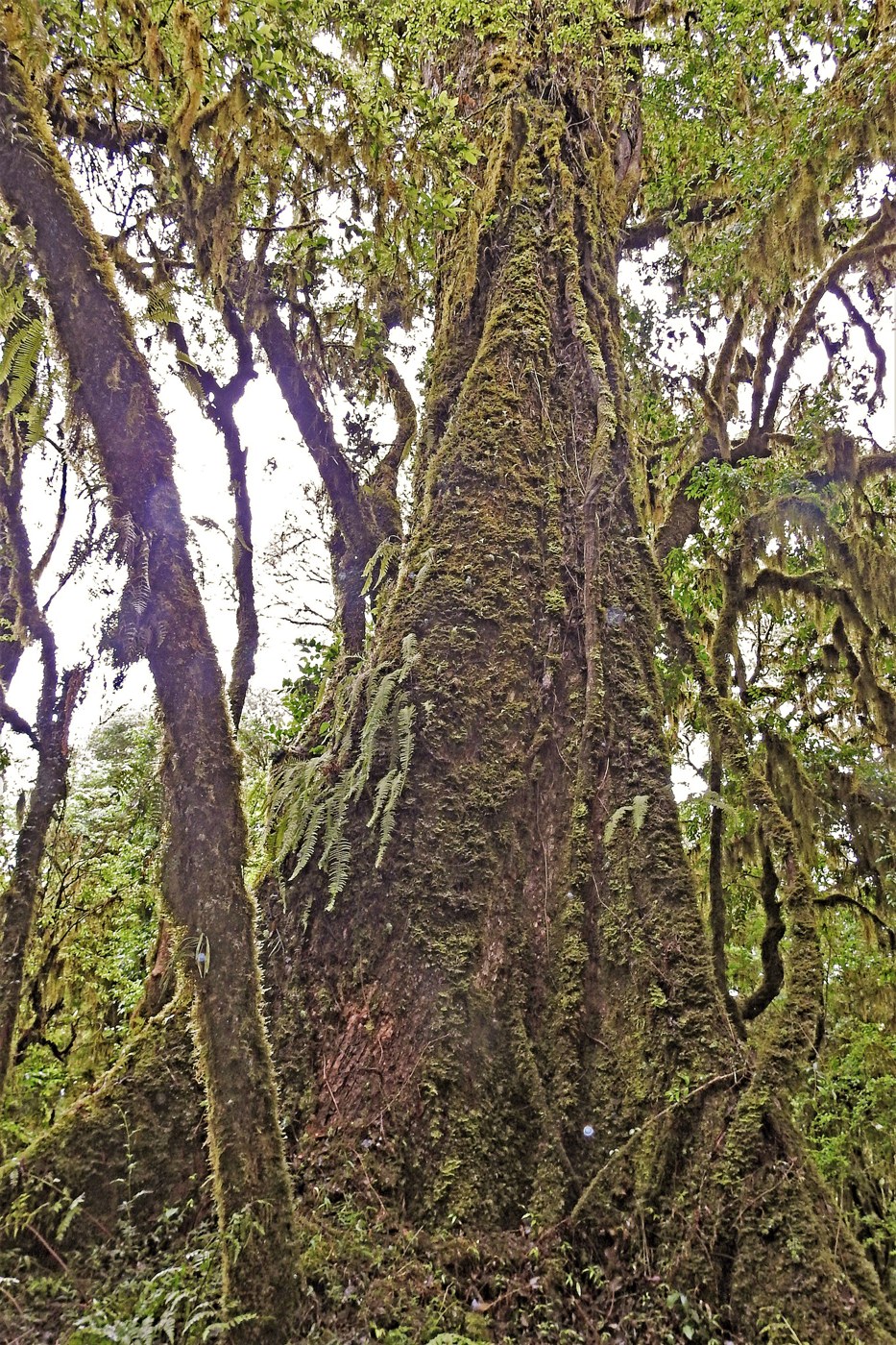 Andean cedar in Baritú National Park