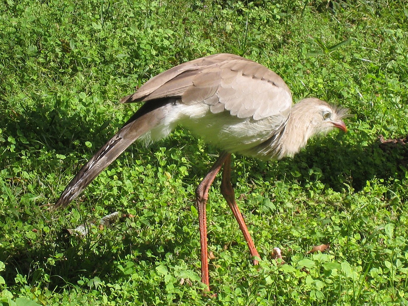 Red-legged seriema photographed in El Rey National Park