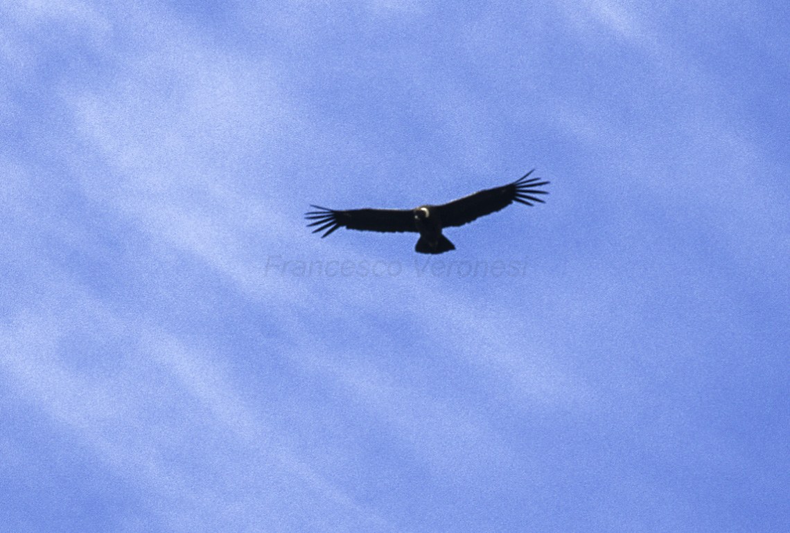 Andean condor flying in Argentine Patagonia; species illustration, not the Quebrada del Cóndor