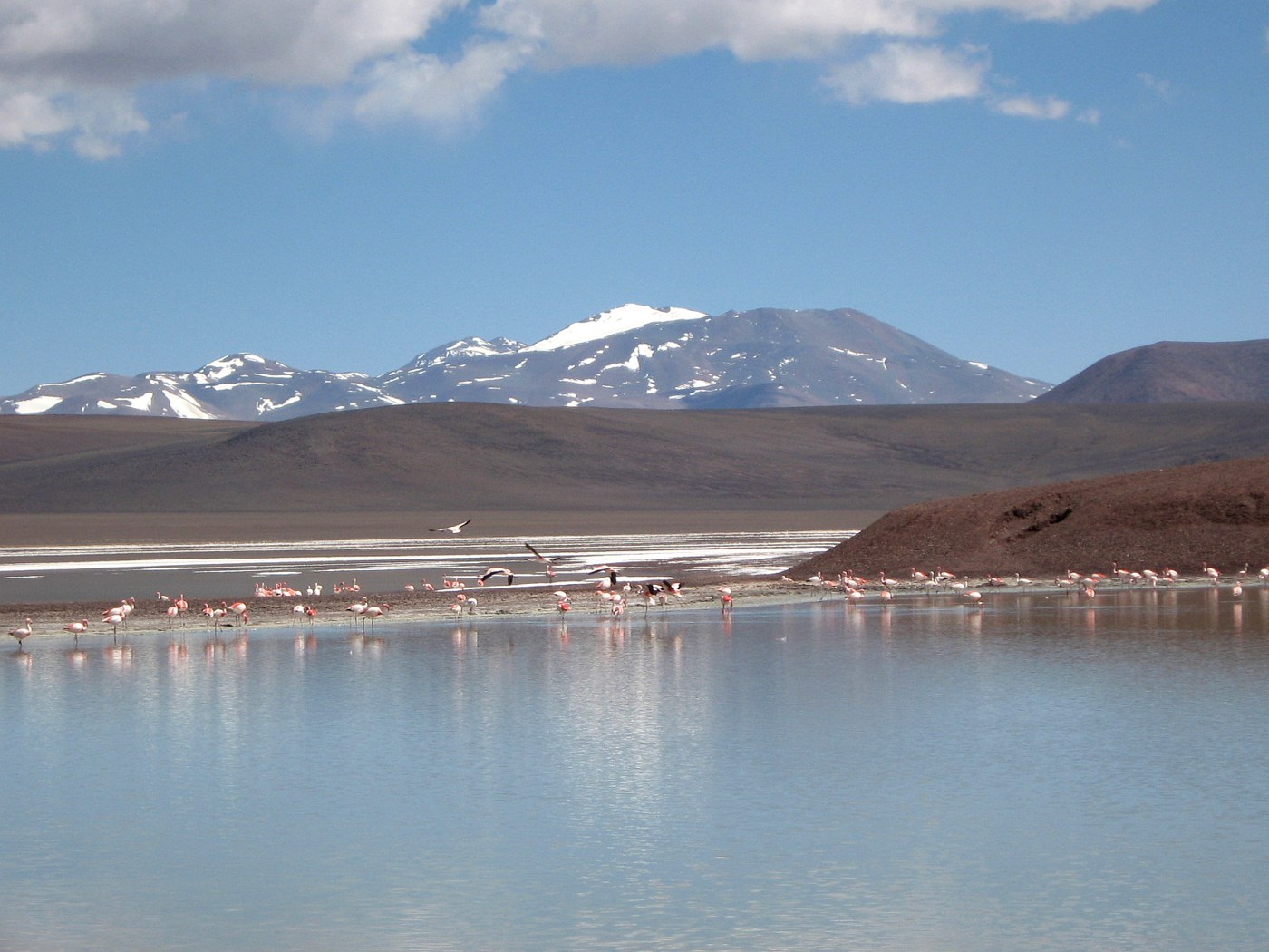 Flamingos at Laguna Brava; individual species cannot all be identified from this image