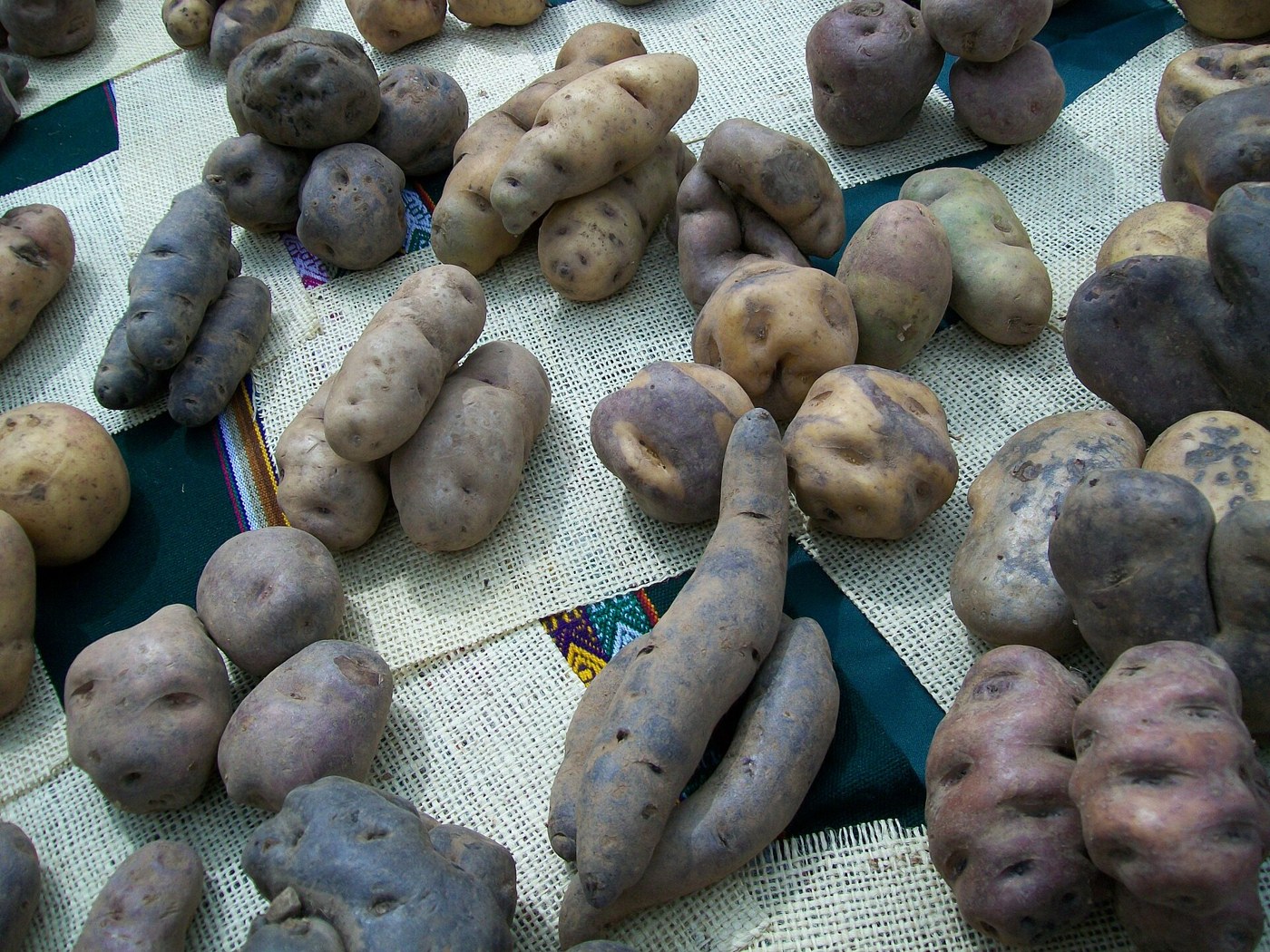 Varieties of Andean potatoes