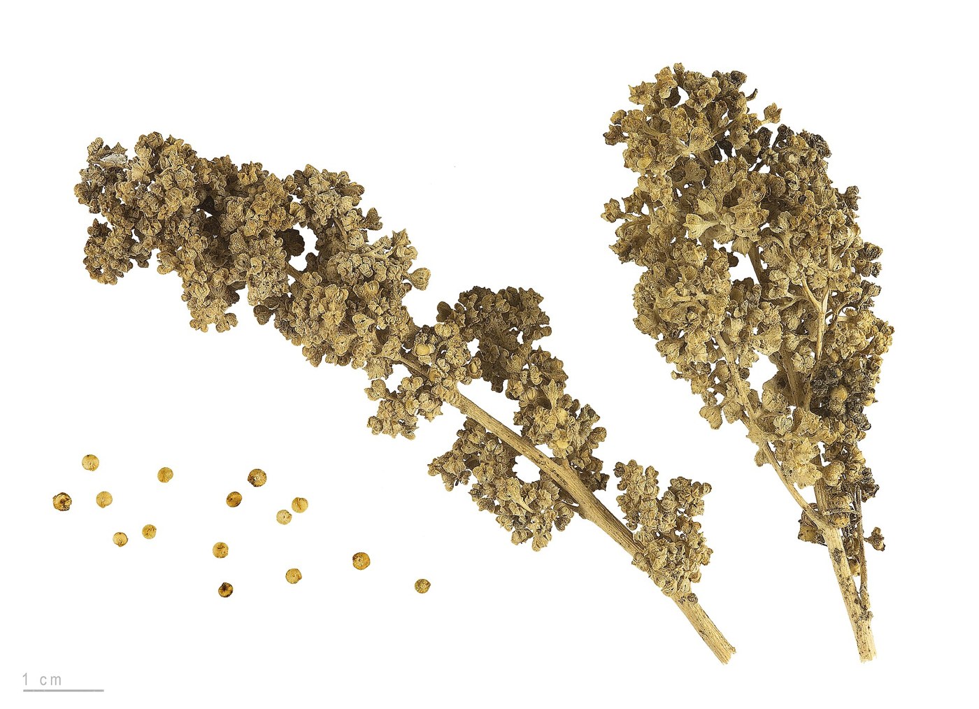 Red Faro quinoa fruits and seeds; botanical photograph