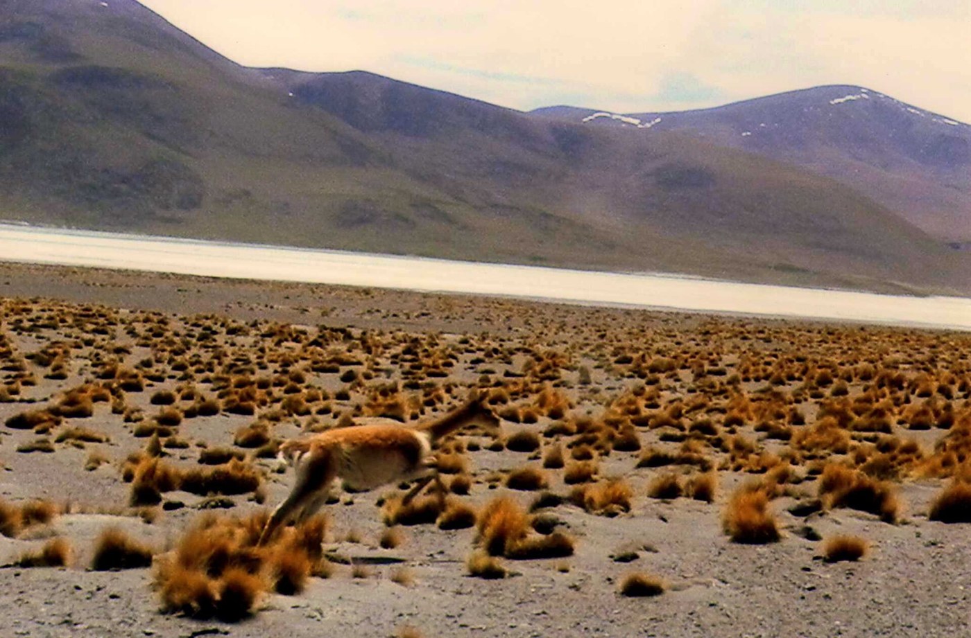 Llama in the landscape of Laguna Vilama, Jujuy
